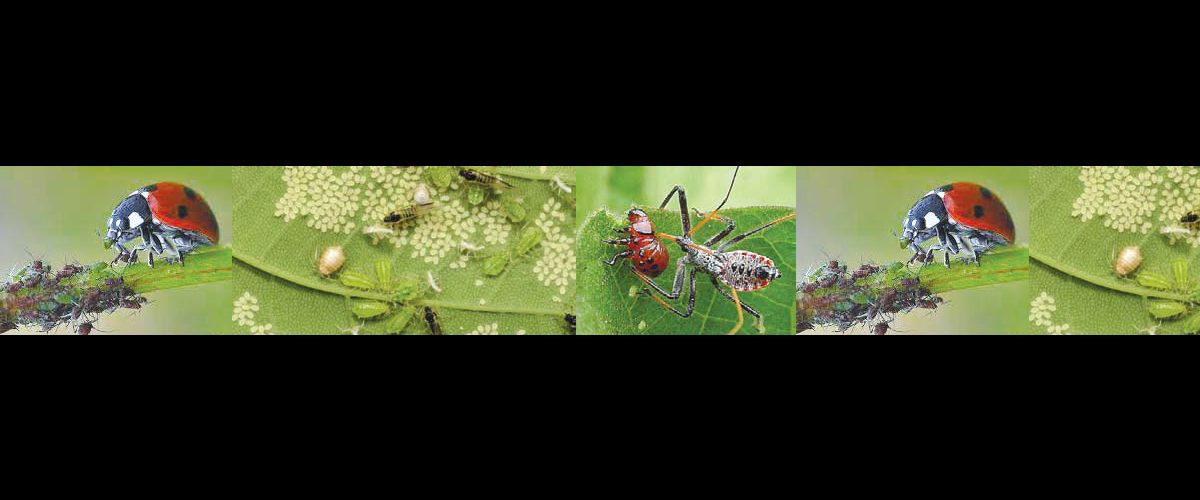Breeding Natural Enemies to Control Pests 24