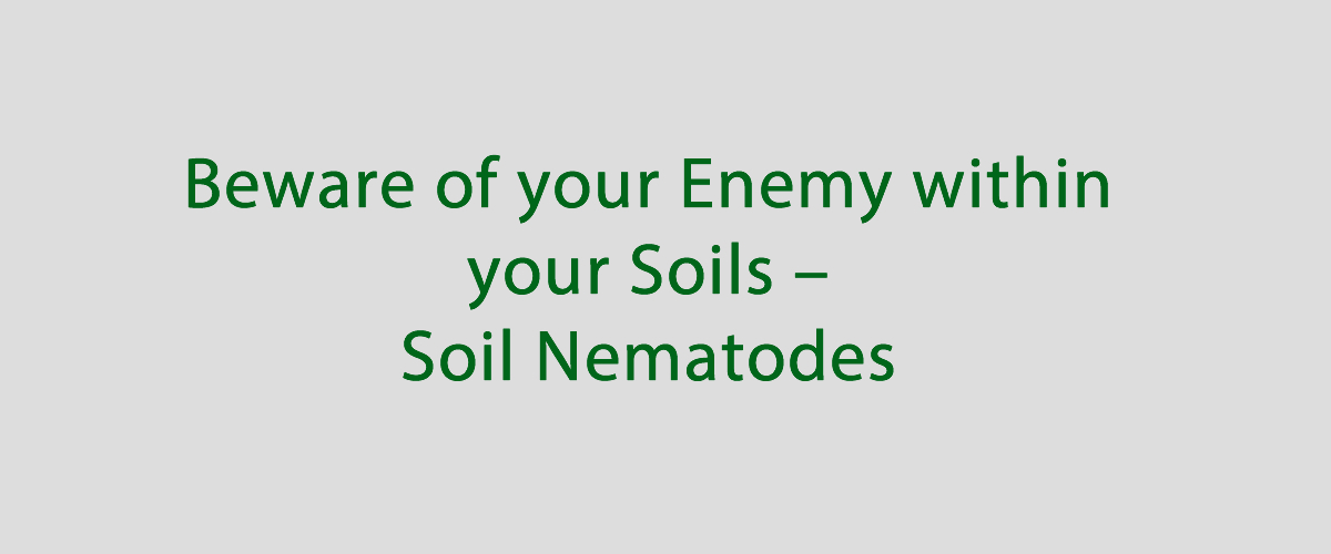 Beware of your Enemy within your Soils – Soil Nematodes