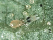 An adult Amblyseius californicus attacking an adult two spotted spider mite.